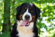 Luna has one of the best Bernese Mountain Dog Names