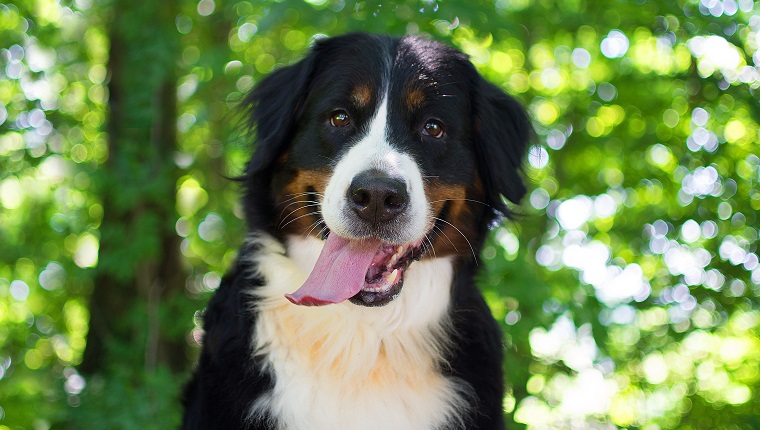 Luna has one of the best Bernese Mountain Dog Names