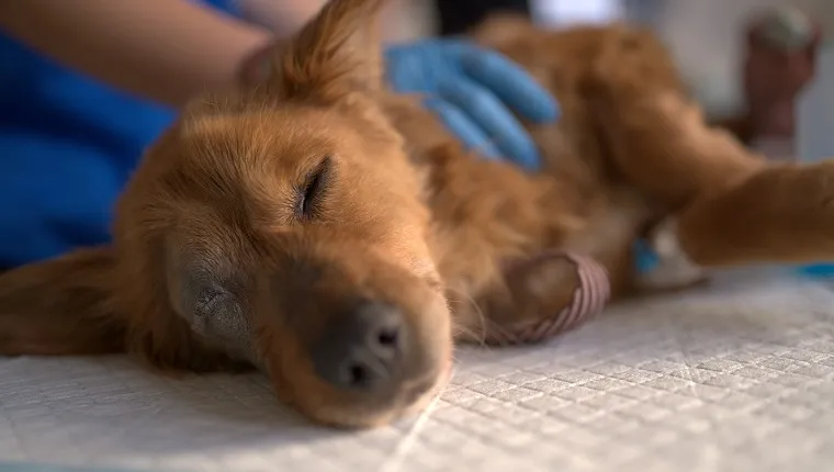 Young Stid puppy saved from the street and brought to the veterinarians to be examined and saved, then rendered to a loving animal.