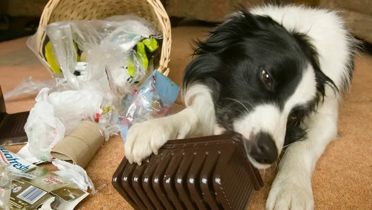 A Border collie chews on trash after tipping over a wastebasket.