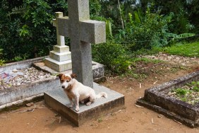 Dog resting on a grave at the Christ church Warleigh, Built during the colonial era in 1878, Dickoya