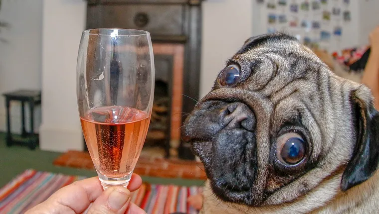 Glass of wine and a pug