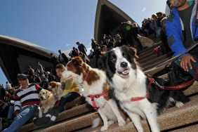 Dogs and their owners gather on the steps of the Sydney Opera House on June 5, 2010 for a world first "Music for Dogs" concert, the brainchild of New York performance artist Laurie Anderson. Almost 1,000 dog-lovers packed onto the Opera House steps and forecourt to treat their beloved pets to the free outdoor event, which is part of the Vivid LIVE arts festival curated by Anderson and rock legend partner Lou Reed. AFP PHOTO / Greg WOOD (Photo credit should read GREG WOOD/AFP/Getty Images)