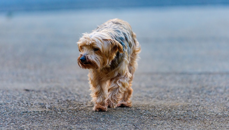 Yorkshire Terrier mix shelter dog wandering the streets