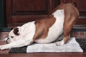 English Bulldog, female, nineteen months old, stretches at the doorstep