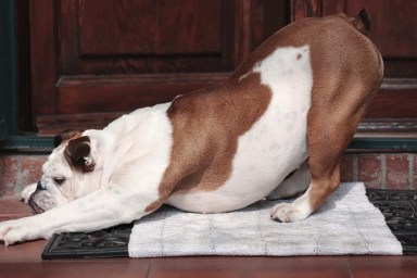 English Bulldog, female, nineteen months old, stretches at the doorstep