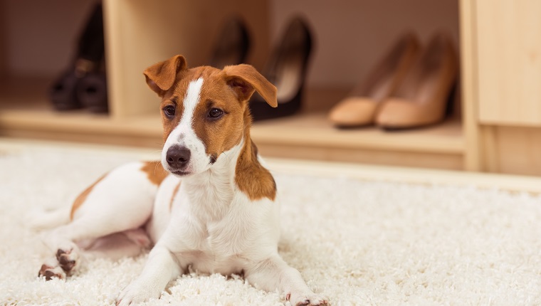 Cute little dog is looking away while lying on a beige carpet in a dressing room