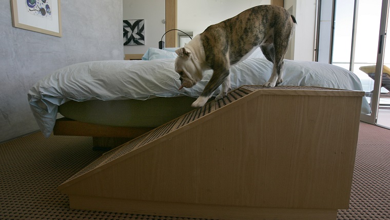 MALIBU, CALIFORNIA. June 4, 2008. Bean, the family pet dog of Chuck and Katie Arnoldi of Malibu inside the master bedroom where a dog ramp was built by Trucker Strasser, a woodworker and friend, for dogs with short legs, old, or sick dogs who can't jump on top of the bed by themselves. (Photo by Ken Hively/Los Angeles Times via Getty Images)