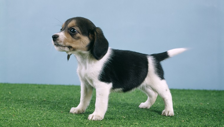 BEAGLE PUPPY STANDING ON ARTIFICIAL TURF GRASS SIDE VIEW (Photo by H. Armstrong Roberts/ClassicStock/Getty Images)