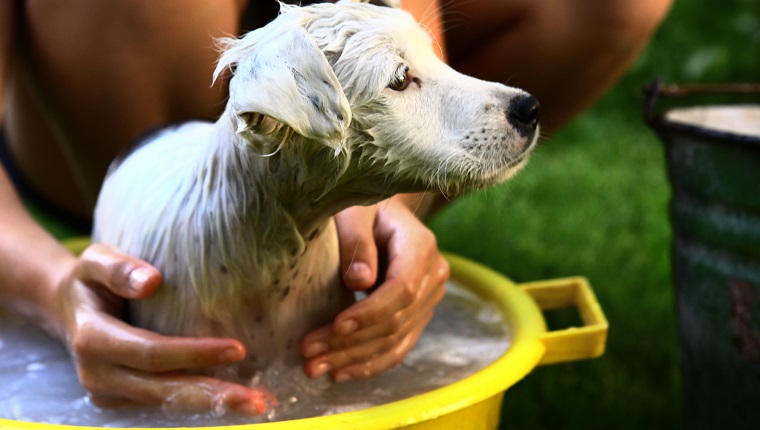 kid wash white puppy dog in yellow basin on summer garden green background