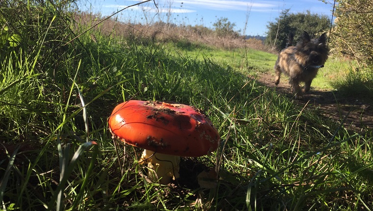 Mushroom Bonnie