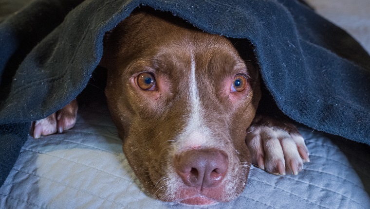 Stressed dogs outlet treatment