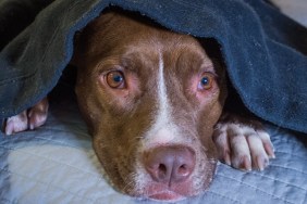 Scared dog laying on a bed with head under a blanket