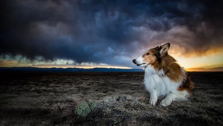 A Collie sits on a desert in Southern Colorado as a storm rolls in.