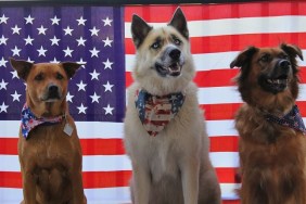 Dogs Against American Flag