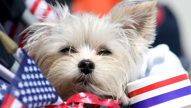 Dog surrounded by American flags