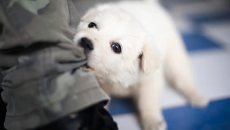 White puppy biting a pair of pants while playing