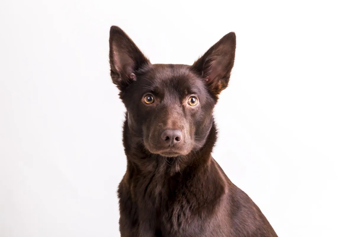 Wild Australian Kelpie