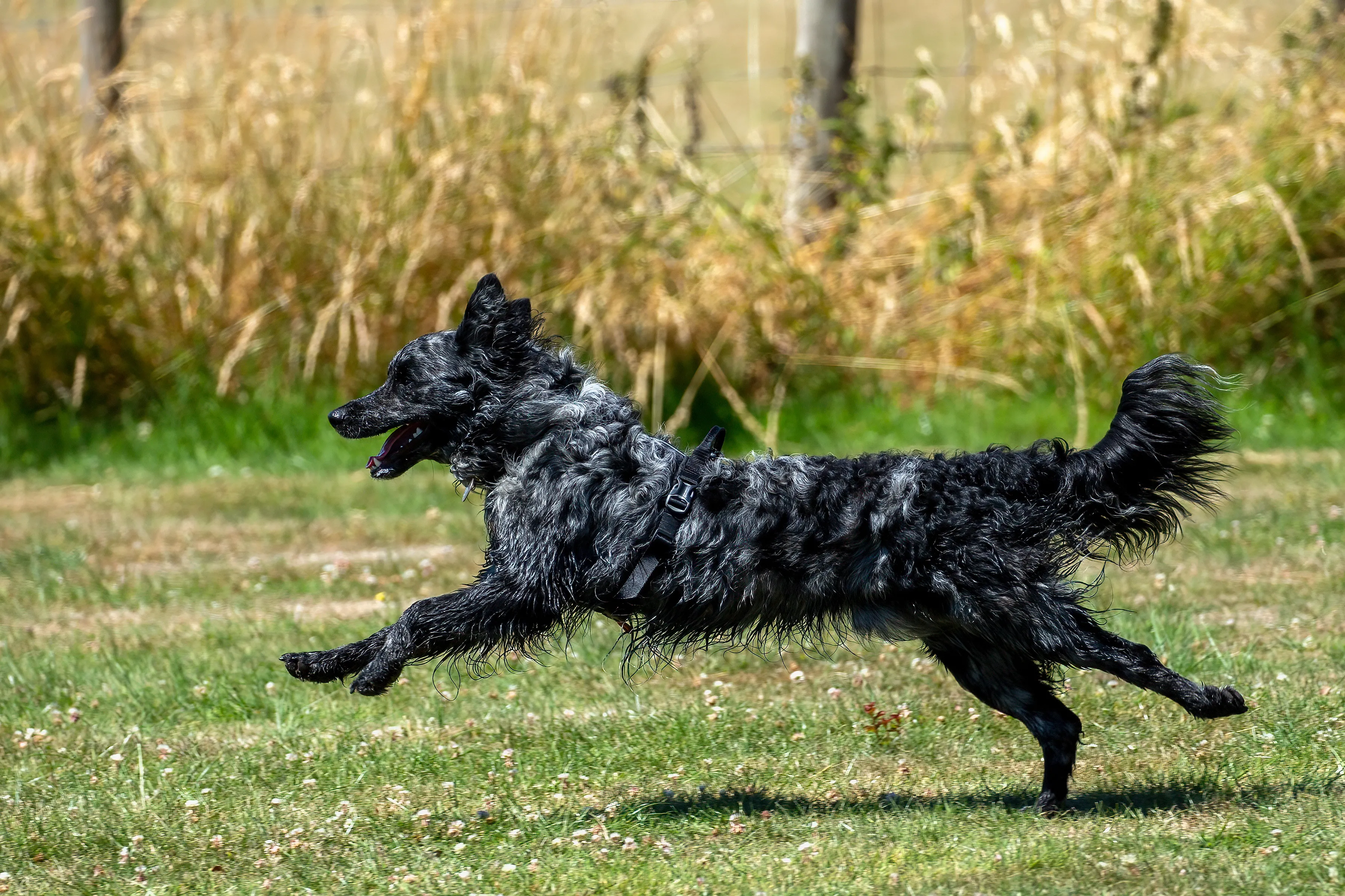 Mudi Dog Breed Information Characteristics mudi-dog-breed-information-characteristics