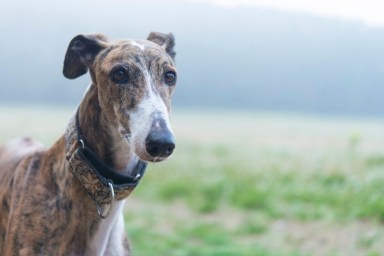 Greyhound on a meadow