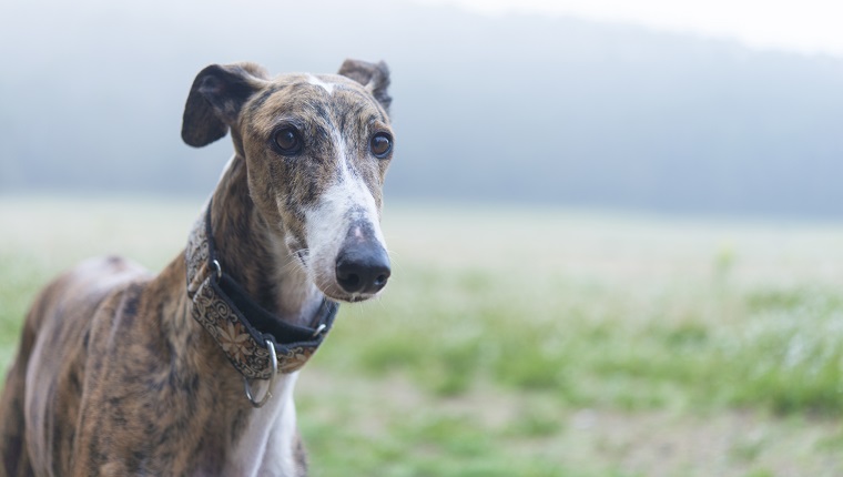 Greyhound on a meadow