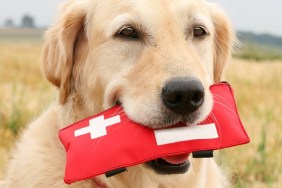 Golden Retriever with First-Aid-Kit