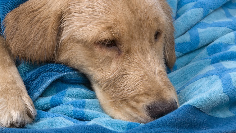 13 Essential Items To Have In Your Dog's First-Aid Kit