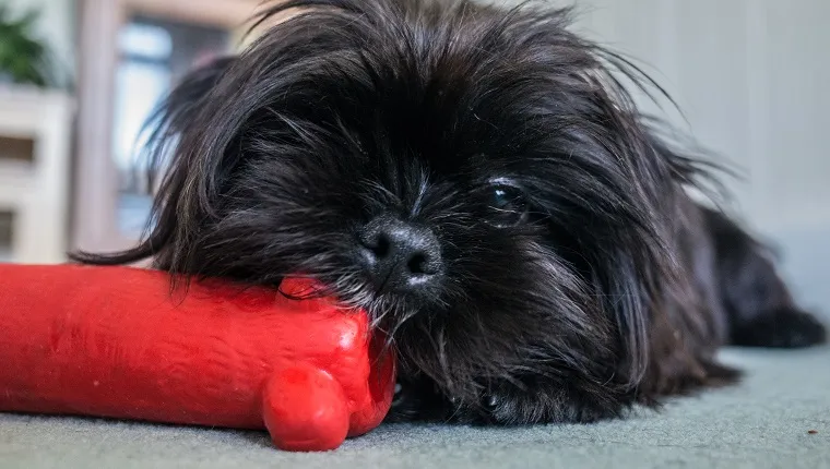 A young Shorkie Dog (cross breed of Yorkshire Terrier and Shih Tzu) chews on a red toy at home
