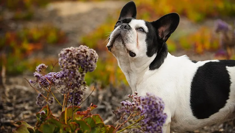 dog sniffing flowers