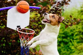 Jack Russell Terrier dog playing basketball
