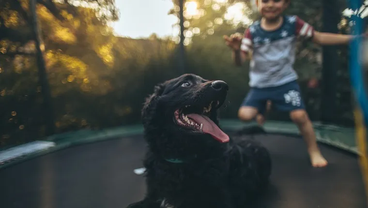 Portrait of cute, smiling, little boy and his pet dog, jumping on a trampoline