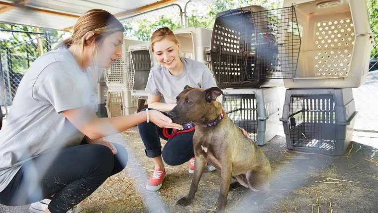 Female volunteers petting a dog in animal shelter