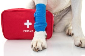 INJURED DOG. CLOSE UP PAW LABRADOR WITH A BLUE BANDAGE OR ELASTIC BAND ON FOOT AND A EMERGENCY OR FIRT AID KIT. ISOLATED STUDIO SHOT AGAINST WHITE BACKGROUND.
