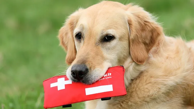 Golden Retriever holding first-aid-kit