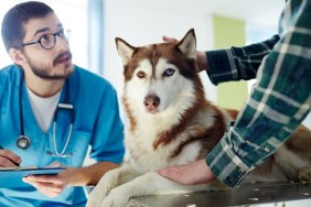 Vet in uniform making prescriptions for husky dog and talking to its owner