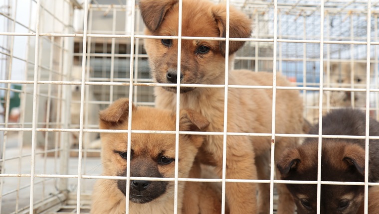Close-Up Of Puppies In Cage For Sale At Market