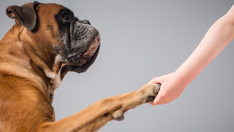 Human hand holding dog's paw.