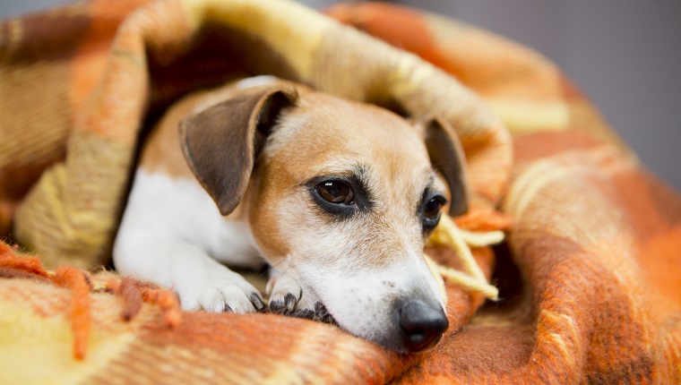 Adorable Jack russell terrier lies nestled warm soft blanket.