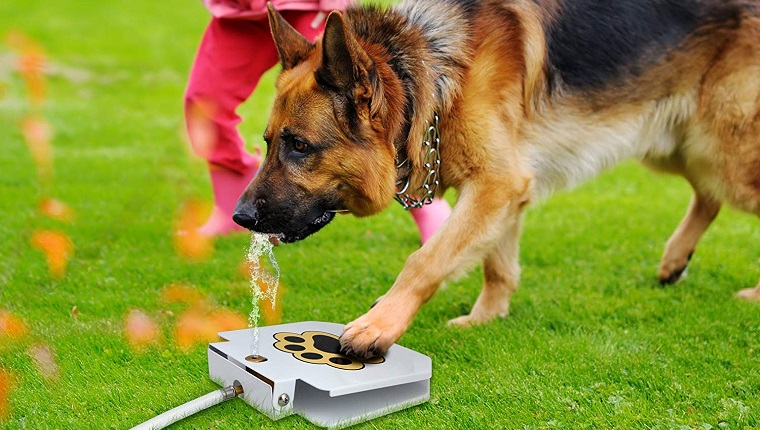 dog with sprinkler toy