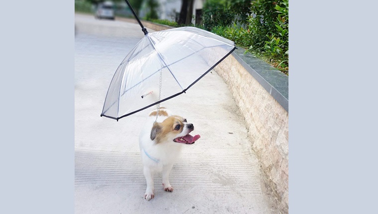 dog with doggy umbrella