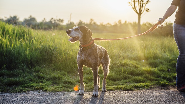 Old hound on leash outdoors in rays of setting sun