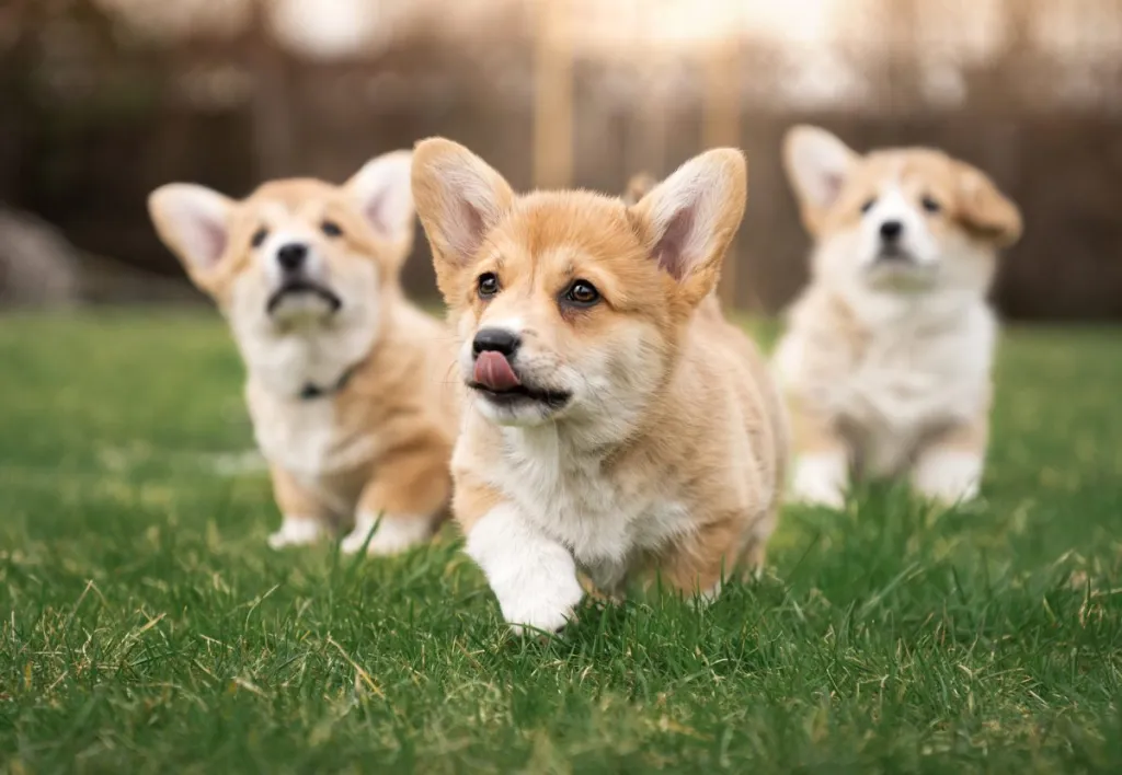 A Complete Guide to the Stages of Puppy Development - DogTime