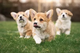 corgi puppies on law stages of puppy development