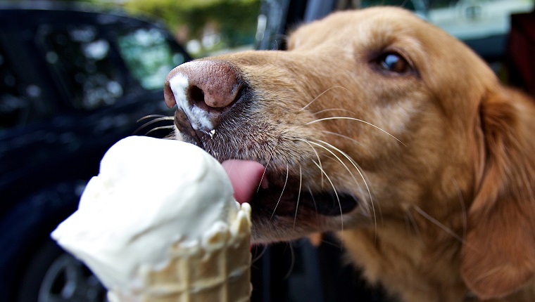 Dog licking vanilla cone.