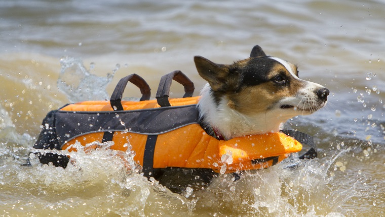 Going Boating With Your Dog? Follow These Safety Tips - DogTime