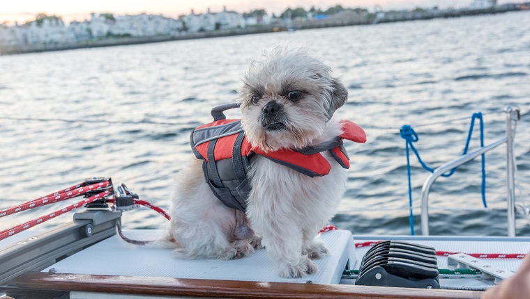 Shih-tzu puppy in a life jacket aboard of a yacht