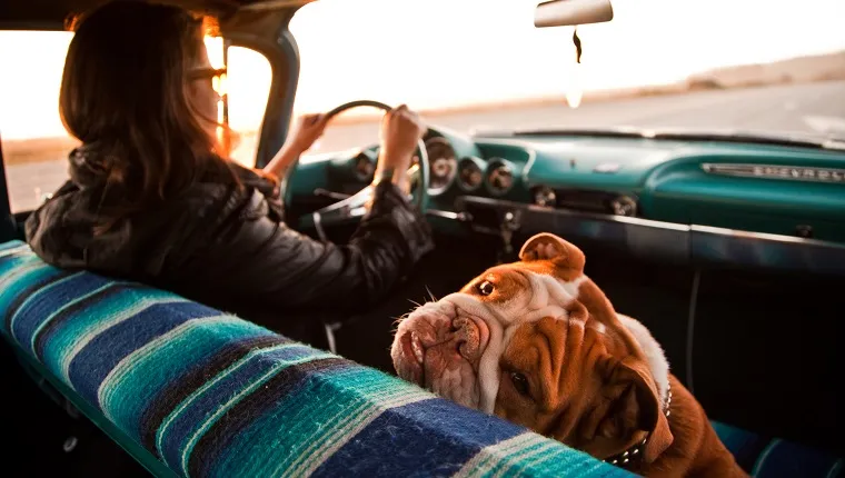 Woman and English bulldog inside Chevrolet bel air, Santa Cruz, California, USA