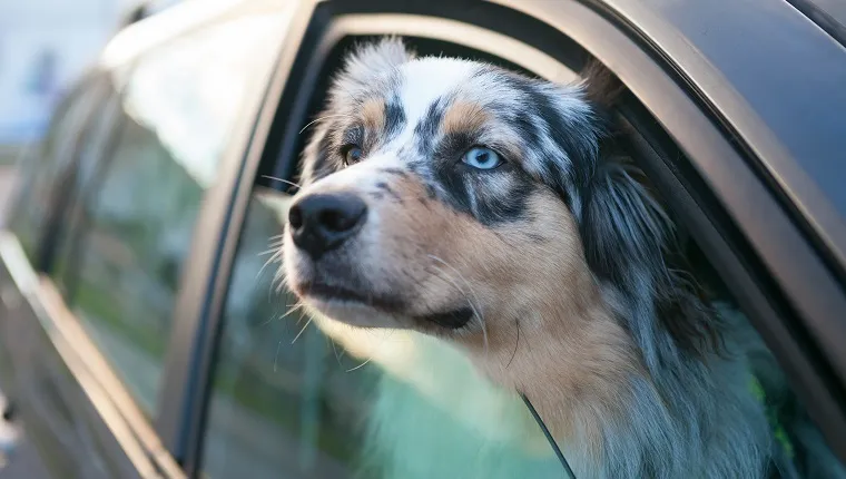 Blue eyed dog looking out from car window, portrait