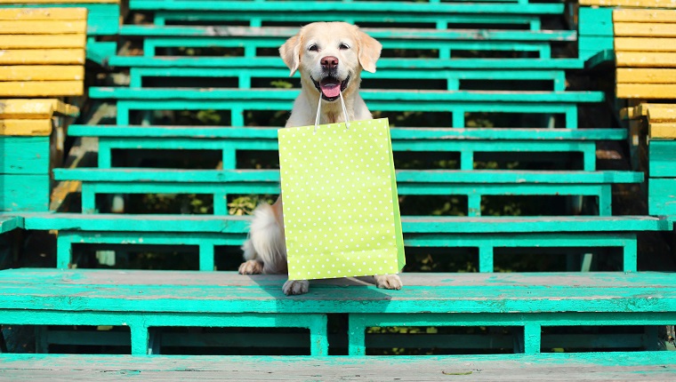 Beautiful Golden Retriever dog holding green shopping bag in teeth