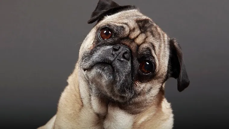 Portrait of Fawn Pug tilting his head and staring.